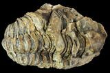 Fossil Calymene Trilobite Nodule - Morocco #106619-2